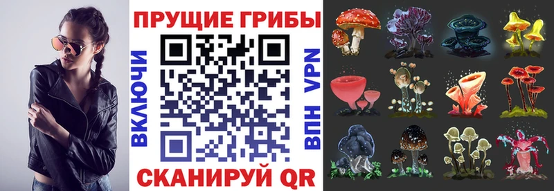 omg как войти  Кузнецк  Галлюциногенные грибы Psilocybe 